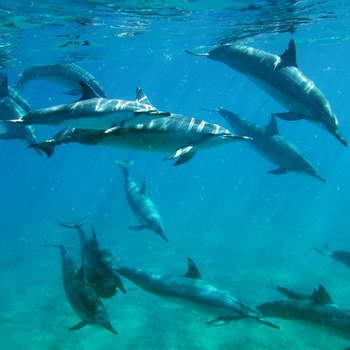 Dolphins playing