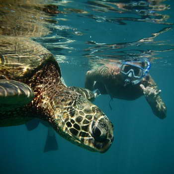 Green Sea Turtle