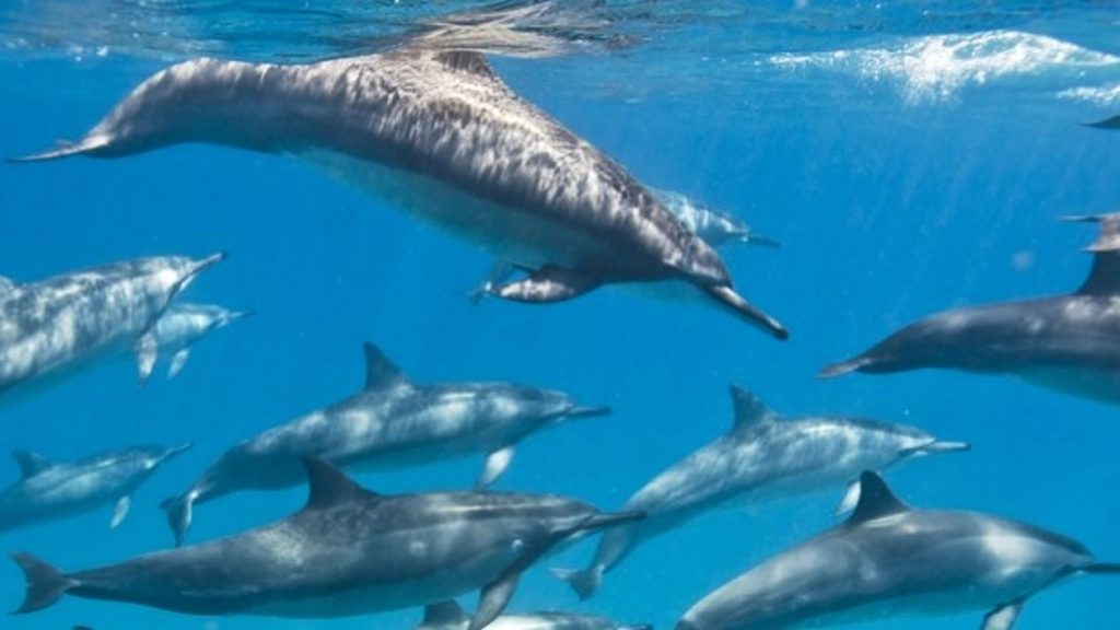 Snorkeling with Dolphins