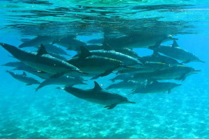 Snorkel with pods of Dolphins