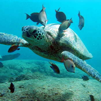 Green sea turtle cleaning station with Koolina Ocean Adventures