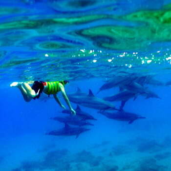 Dolphins on the west side with Koolina Ocean Adventures