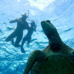 KoOlina Dolphin Adventure Swim