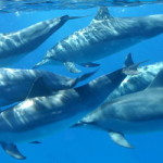 Dolphins