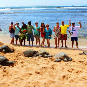 Hawaii Turtle Tours Eco Adventures Hanauma Bay Hawaii Turtle Tour Eco Adventure