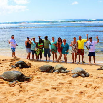 North Shore Turtles