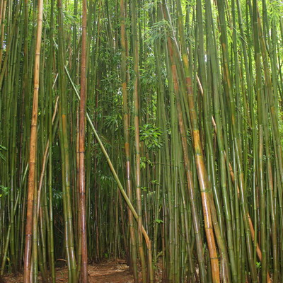 Manoa Falls Bamboo Forest