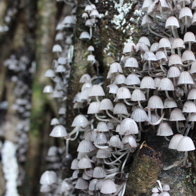 Baby Mushrooms