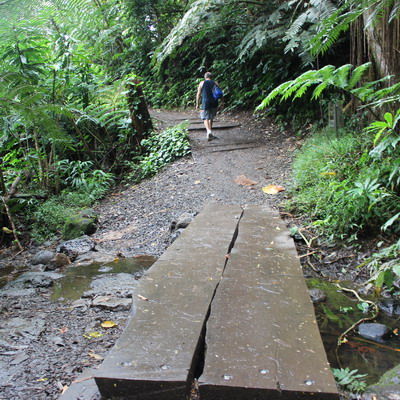 Manoa Falls Trail