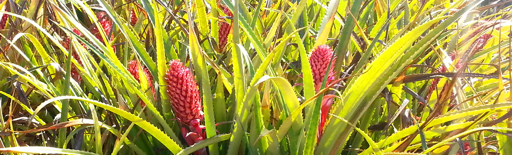 Pineapples - Hanauma Bay & North Shore