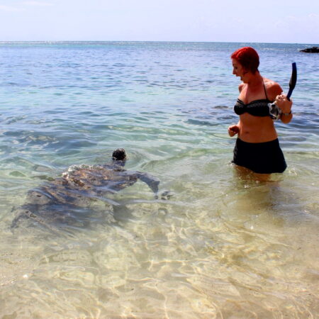 Hawaii Turtle Tours