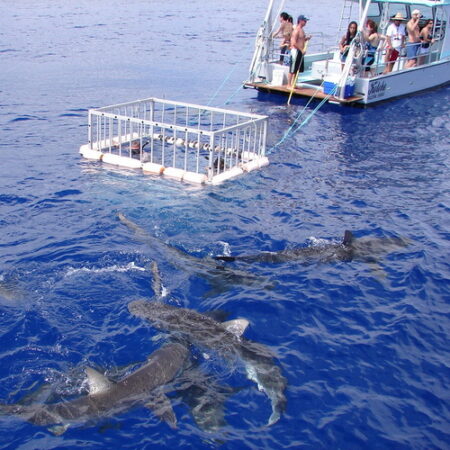 Shark cage in water