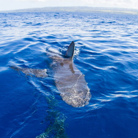 Shark swimming