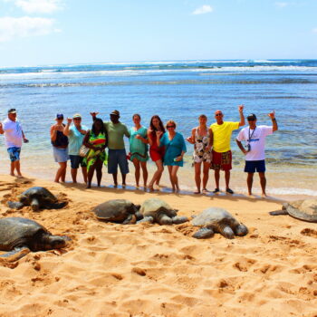 Hawaii Turtle Tour