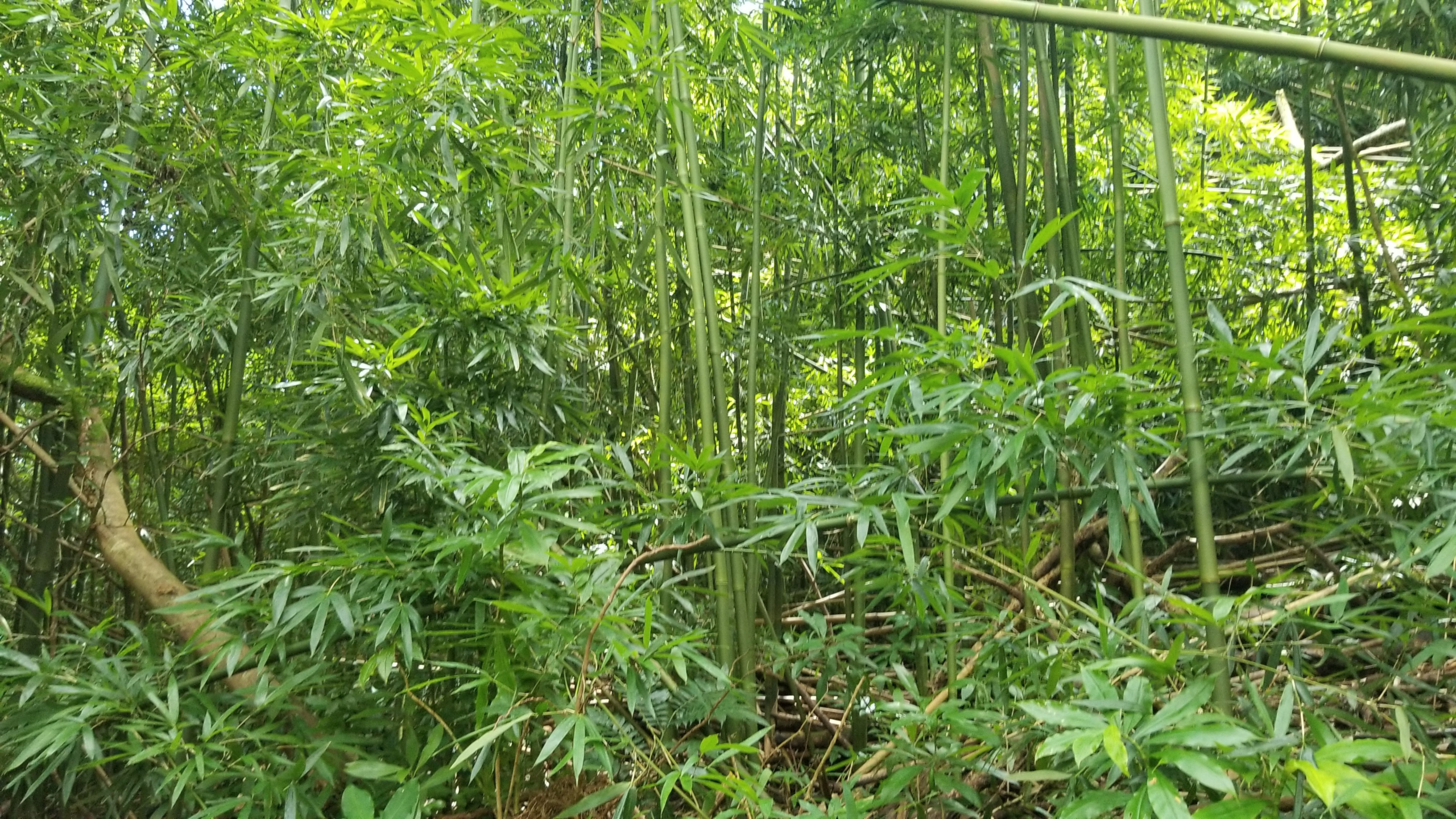 Bamboo Grove on your Manoa Falls hike