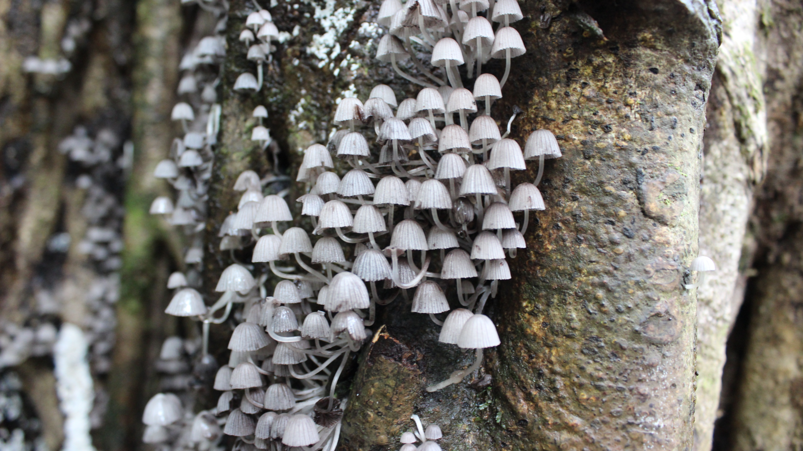 Bloom of mushrooms